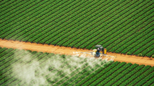 Best Termite Control Services  in Murphys Estates, SC