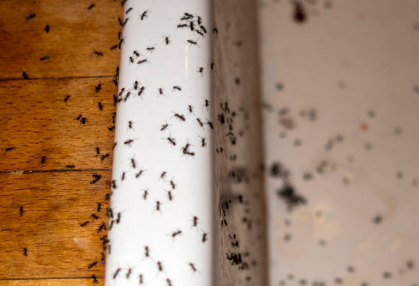 Flea Control Services in Murphys Estates, SC