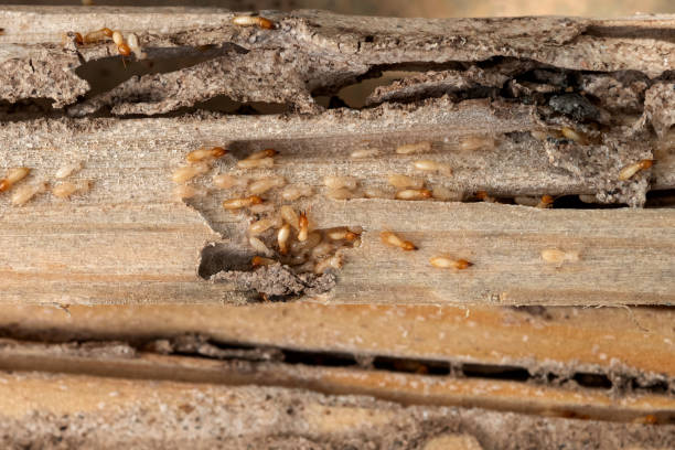 Best Pest Control Near Me  in Murphys Estates, SC
